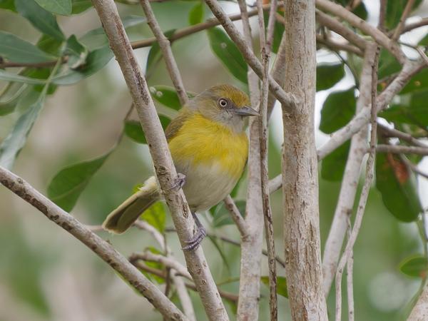 Citroenborstvireo (Hylophilus thoracicus)